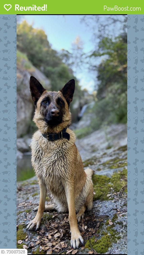 Reunited Female Dog last seen Becky Hill Rd near Tarheel Q, Lexington, NC 27295