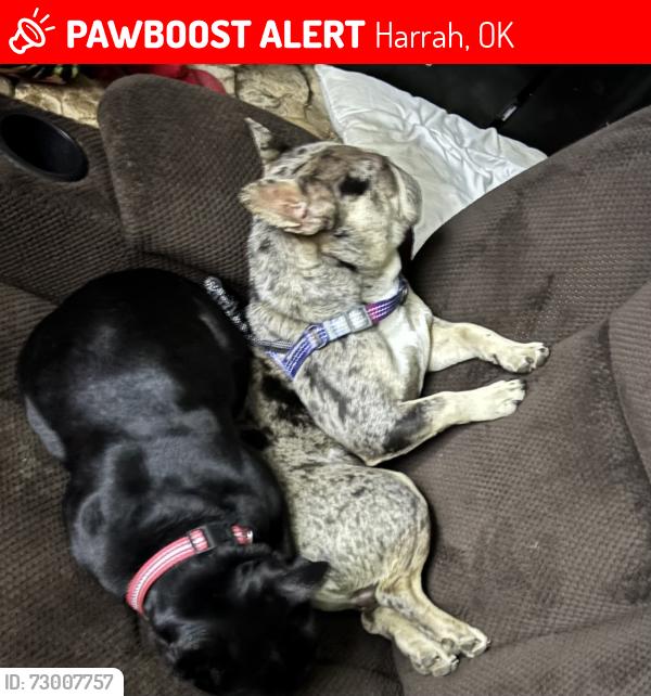 Lost Male Dog last seen Harrah Rd and Reno, Harrah, OK 73045