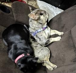 Lost Male Dog last seen Harrah Rd and Reno, Harrah, OK 73045