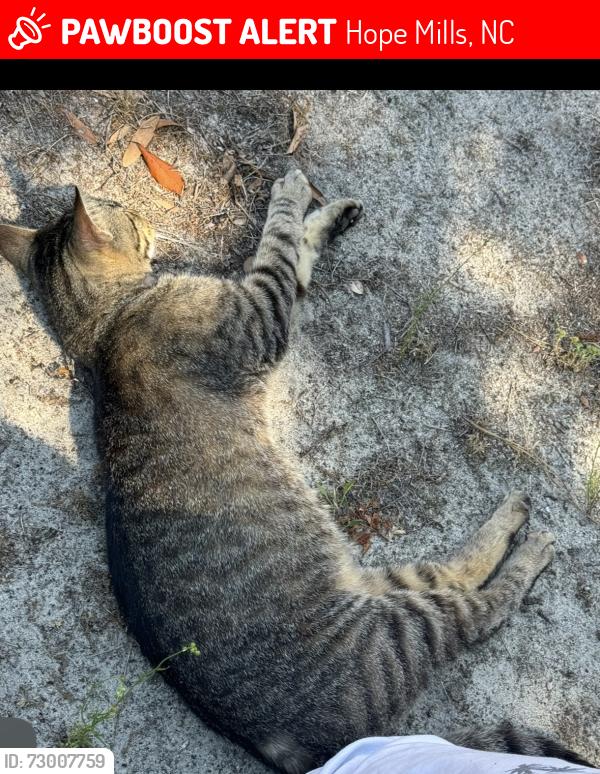 Lost Unknown Cat last seen Rockfish road, Hope Mills, NC 28348