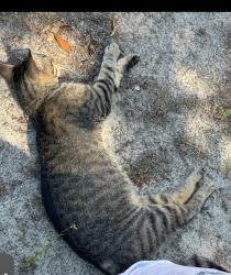 Lost Unknown Cat last seen Rockfish road, Hope Mills, NC 28348