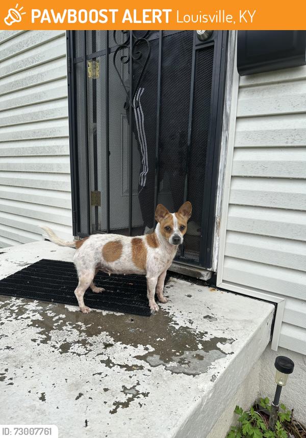 Found/Stray Female Dog last seen Bells Lane Exit off of Highway , Louisville, KY 40211