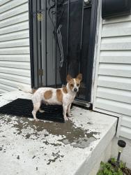 Found/Stray Female Dog last seen Bells Lane Exit off of Highway, Louisville, KY 40211