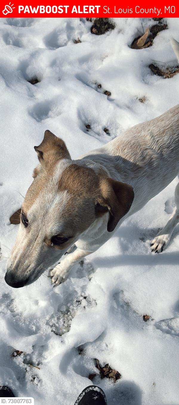 Lost Female Dog last seen Brown road , St. Louis County, MO 63114