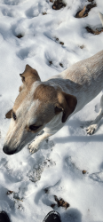 Lost Female Dog last seen Brown road , St. Louis County, MO 63114