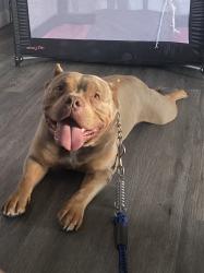 Lost Male Dog last seen Keystone and E Washington , Indianapolis, IN 46201