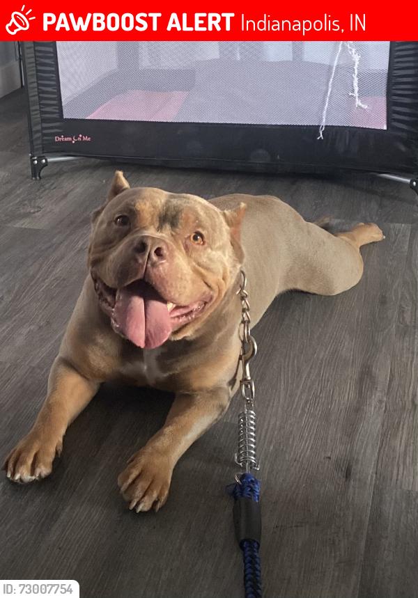 Lost Male Dog last seen Keystone and E Washington , Indianapolis, IN 46201