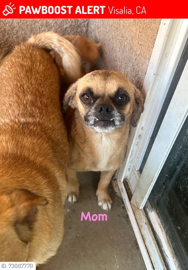 Lost Female Dog last seen Burke, Visalia, CA 93292