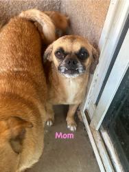 Lost Female Dog last seen Burke, Visalia, CA 93292