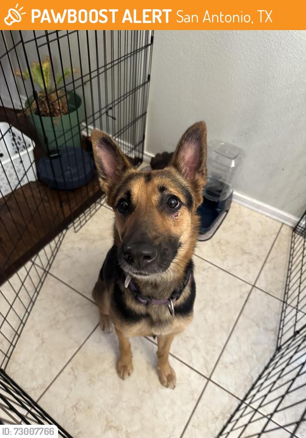 Found/Stray Female Dog last seen Lynx range and cub path, San Antonio, TX 78251