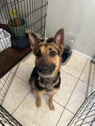 Found/Stray Female Dog last seen Lynx range and cub path, San Antonio, TX 78251
