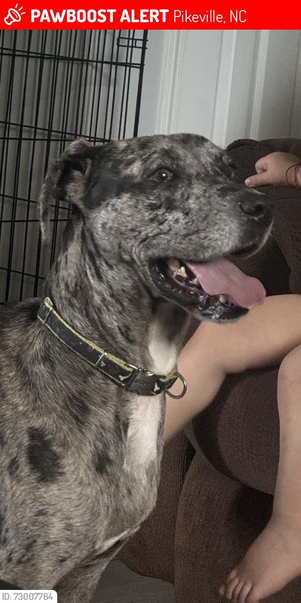 Lost Female Dog last seen truevine rd, Pikeville, NC 27863