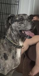 Lost Female Dog last seen truevine rd, Pikeville, NC 27863