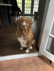 Reunited Male Dog last seen Near high ridge road and upper shad road, Pound Ridge, NY 10576