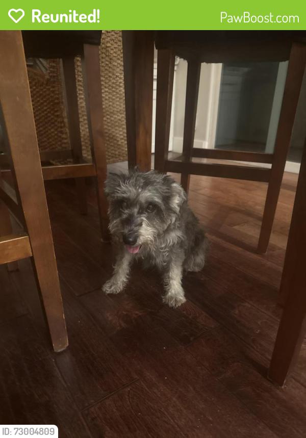Reunited Female Dog last seen Silver Fox/Tigertail Drive, Los Alamitos, CA 90720