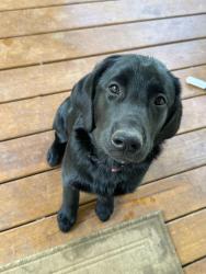 Reunited Female Dog last seen Simonton bridge road and rose dr, Oconee County, GA 30677