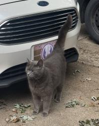 Found/Stray Unknown Cat last seen Rochester Rd and 14 Mile Rd, Clawson, MI 48017