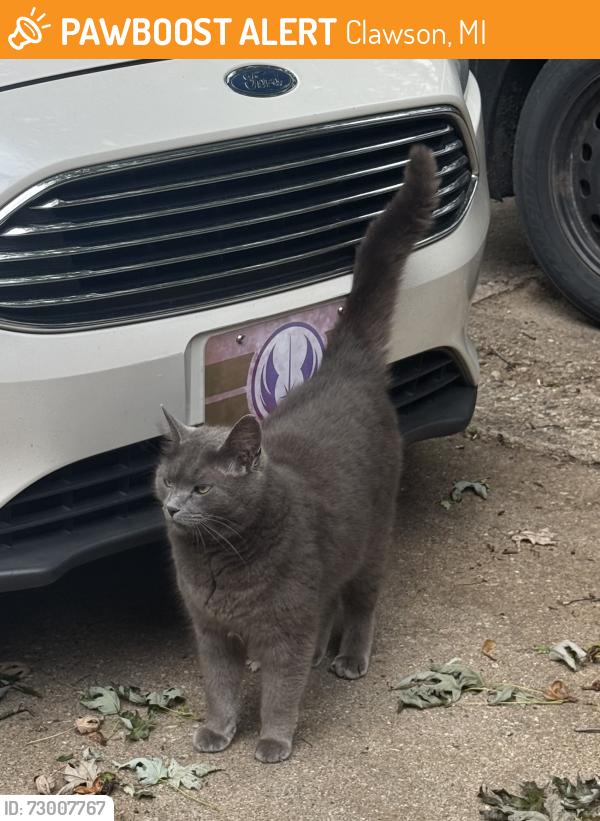 Found/Stray Unknown Cat last seen Rochester Rd and 14 Mile Rd, Clawson, MI 48017