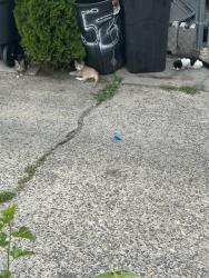 Found/Stray Unknown Cat last seen High Street and 45th Street, Pennsauken, NJ 08110