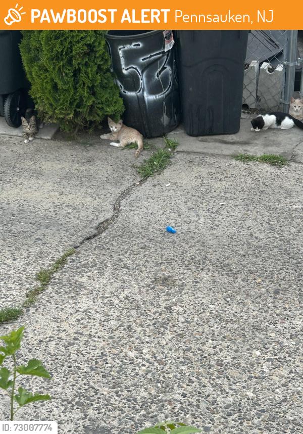 Found/Stray Unknown Cat last seen High Street and 45th Street, Pennsauken, NJ 08110