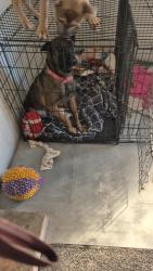 Lost Male Dog last seen Donnelly park, Turlock, Turlock, CA 95382