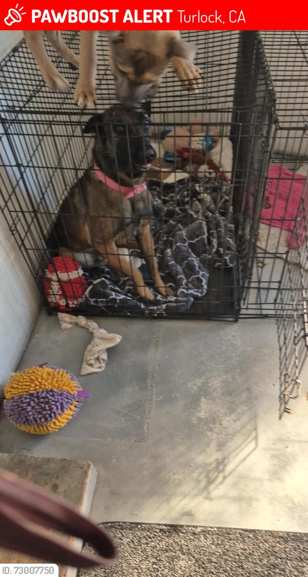 Lost Male Dog last seen Donnelly park, Turlock, Turlock, CA 95382
