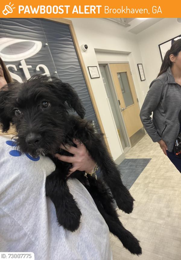 Found/Stray Male Dog last seen Brookhaven, Brookhaven, GA 30319