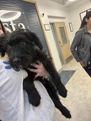 Found/Stray Male Dog last seen Brookhaven, Brookhaven, GA 30319