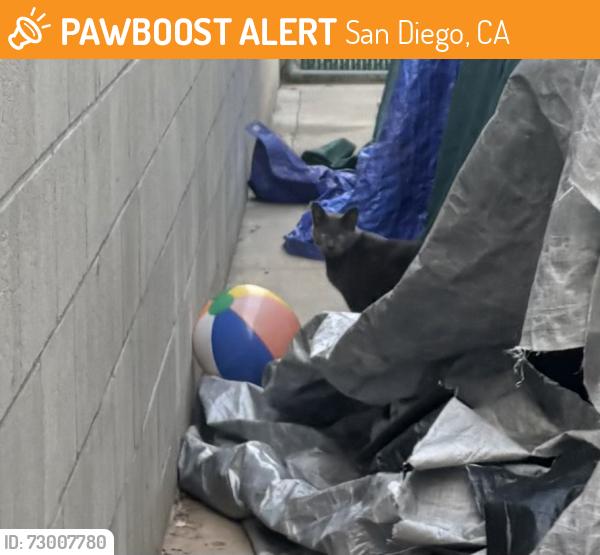 Found/Stray Unknown Cat last seen Near Fortuna Ave San Diego, CA  92109 United States, San Diego, CA 92109