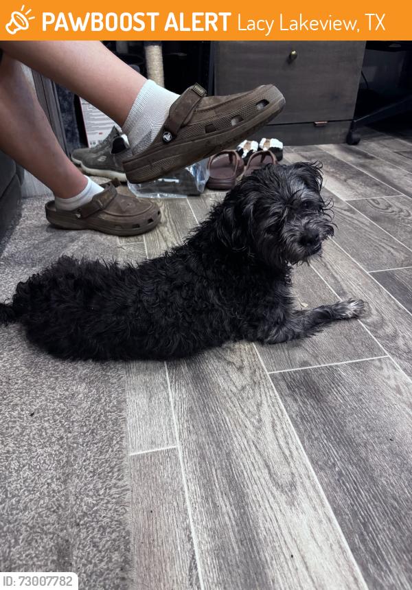 Found/Stray Male Dog last seen Road runner, Lacy Lakeview, TX 76705