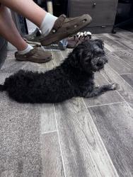 Found/Stray Male Dog last seen Road runner, Lacy Lakeview, TX 76705