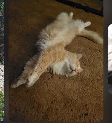 Lost Male Cat last seen Sunnyview and Hollywood close to McKay School, Salem, OR 97305