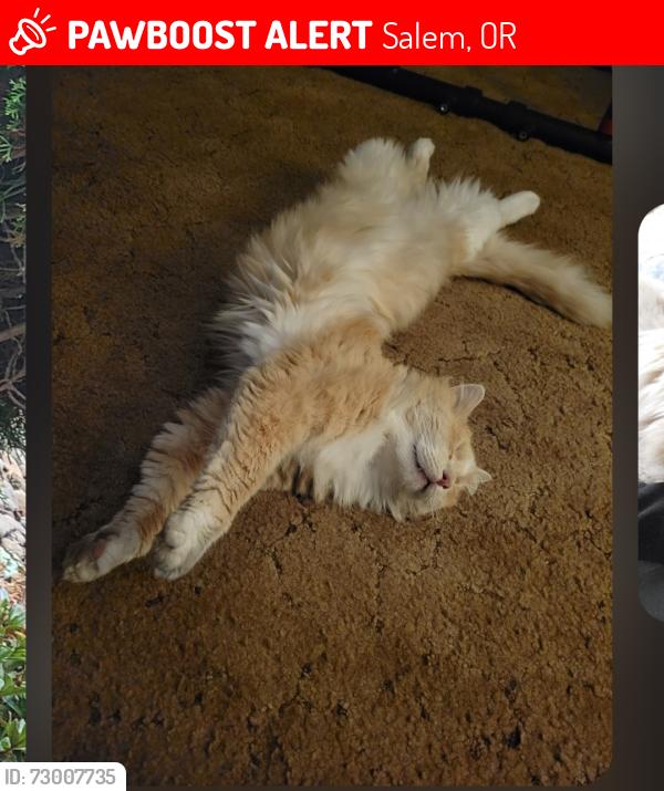Lost Male Cat last seen Sunnyview and Hollywood close to McKay School, Salem, OR 97305