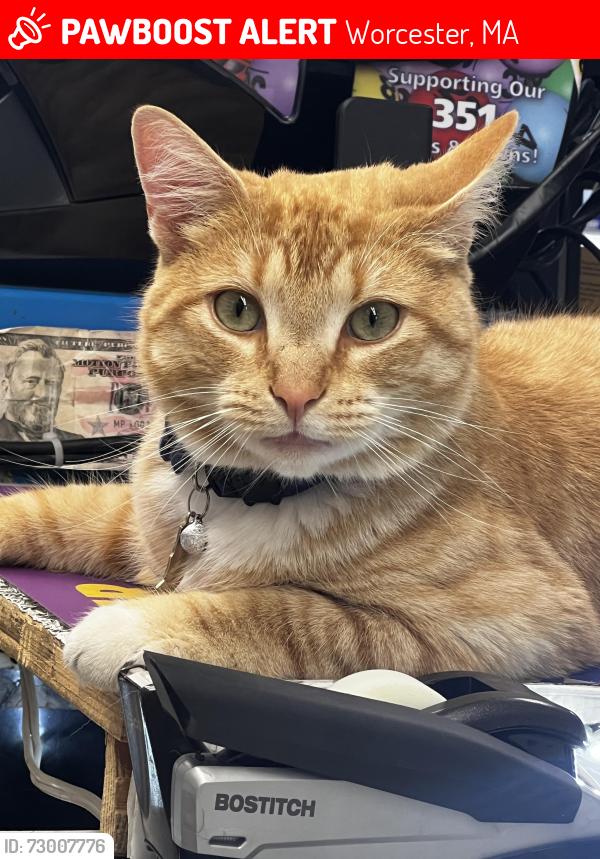 Lost Male Cat last seen Greencourt st, fenwood rd, wisteria st, arbutus st, alameda rd, denver terrace, Worcester, MA 01604
