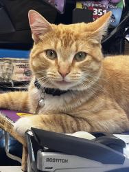 Lost Male Cat last seen Greencourt st, fenwood rd, wisteria st, arbutus st, alameda rd, denver terrace, Worcester, MA 01604