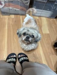 Lost Female Dog last seen Hillsboro blvd , Coconut Creek, FL 33073