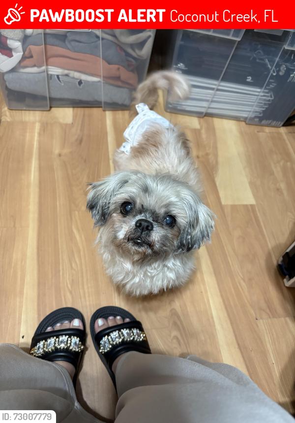 Lost Female Dog last seen Hillsboro blvd , Coconut Creek, FL 33073