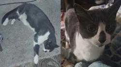 Reunited Male Cat last seen Kraft Elementary School, Hampton, VA 23666