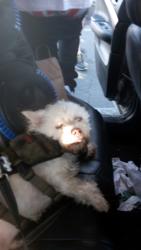 Reunited Male Dog last seen Fruitridge/Stockton/MLK, Sacramento, CA 95820