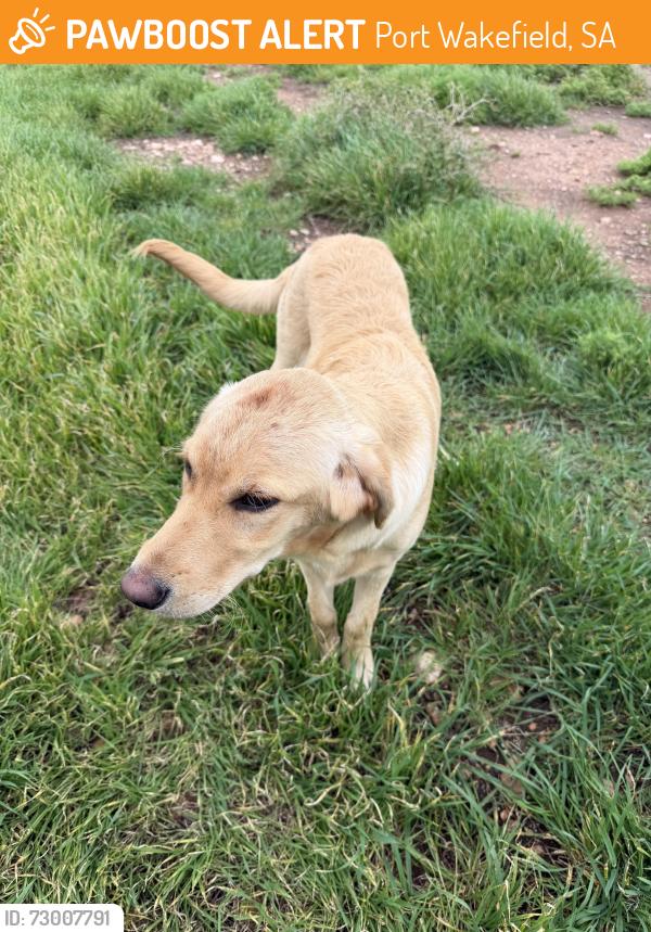 Found/Stray Male Dog last seen Adelaide road, port wakefield, Port Wakefield, SA 5550