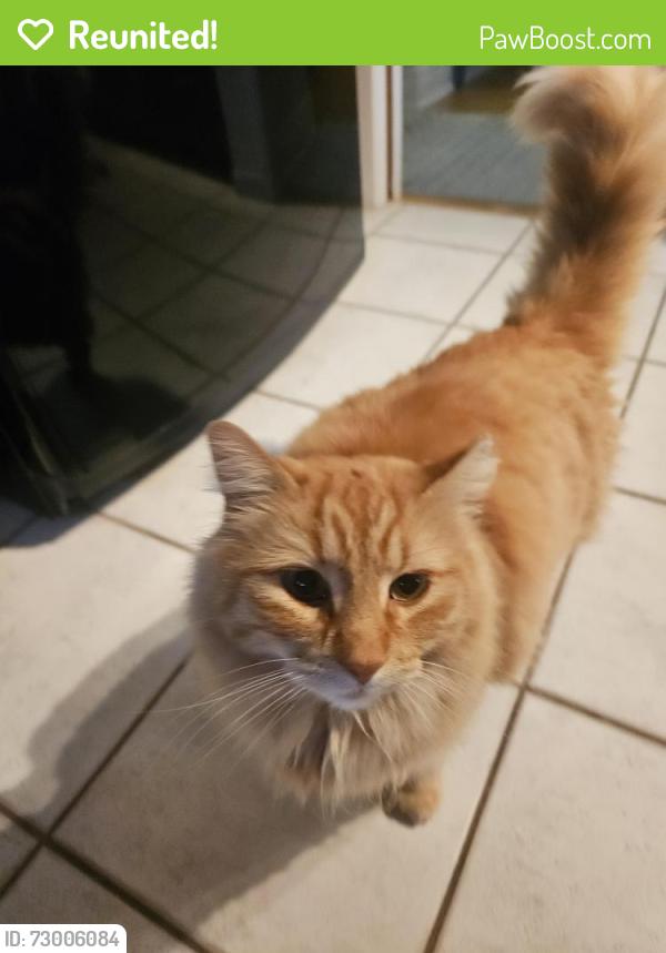 Reunited Male Cat last seen Century and Portage, Winnipeg, MB R3J 1K1