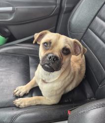 Lost Male Dog last seen King and witt, Frisco, TX 75036