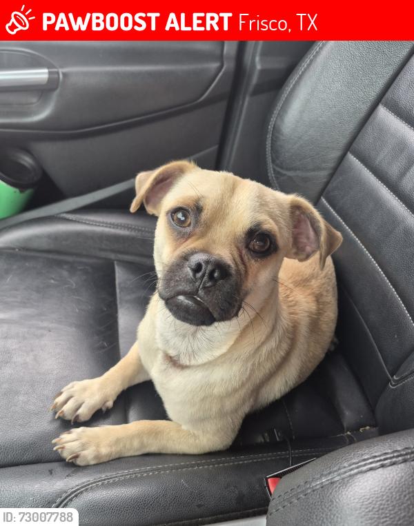 Lost Male Dog last seen King and witt, Frisco, TX 75036