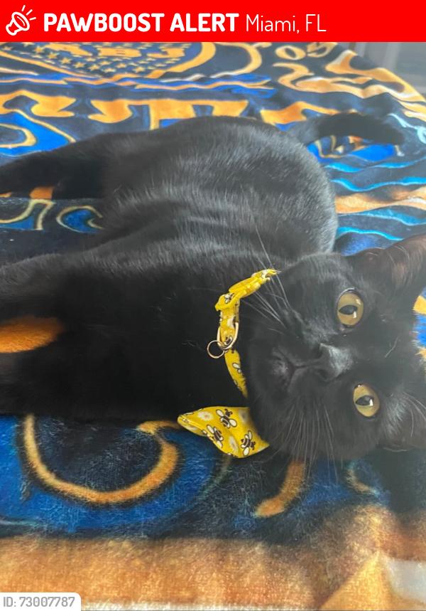 Lost Female Cat last seen Near SW 154th Ave, Miami, FL 33193, Miami, FL 33193