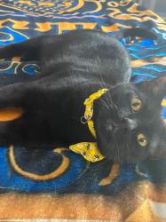 Lost Female Cat last seen Near SW 154th Ave, Miami, FL 33193, Miami, FL 33193