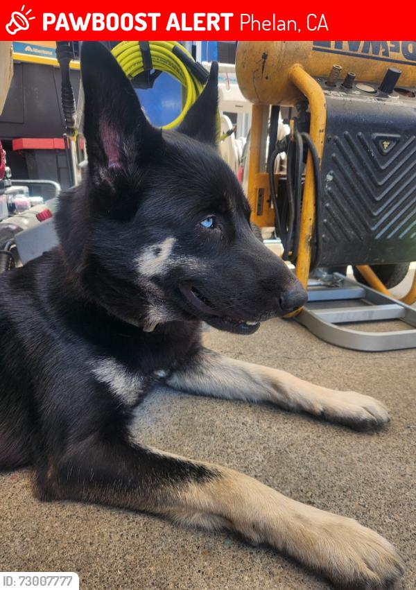 Lost Male Dog last seen Sheepcreek road, el mirage road, Phelan, CA 92371