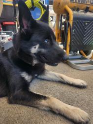 Lost Male Dog last seen Sheepcreek road, el mirage road, Phelan, CA 92371