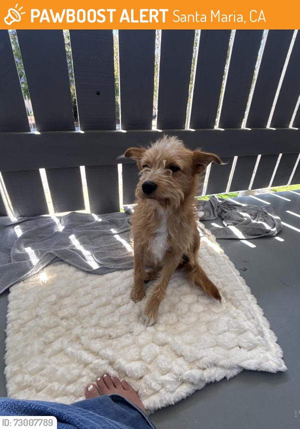 Found/Stray Female Dog last seen found by Santa Maria High School, Santa Maria, CA 93454