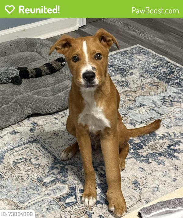 Reunited Male Dog last seen Haws run & Burgaw highway , Jacksonville, NC 28540