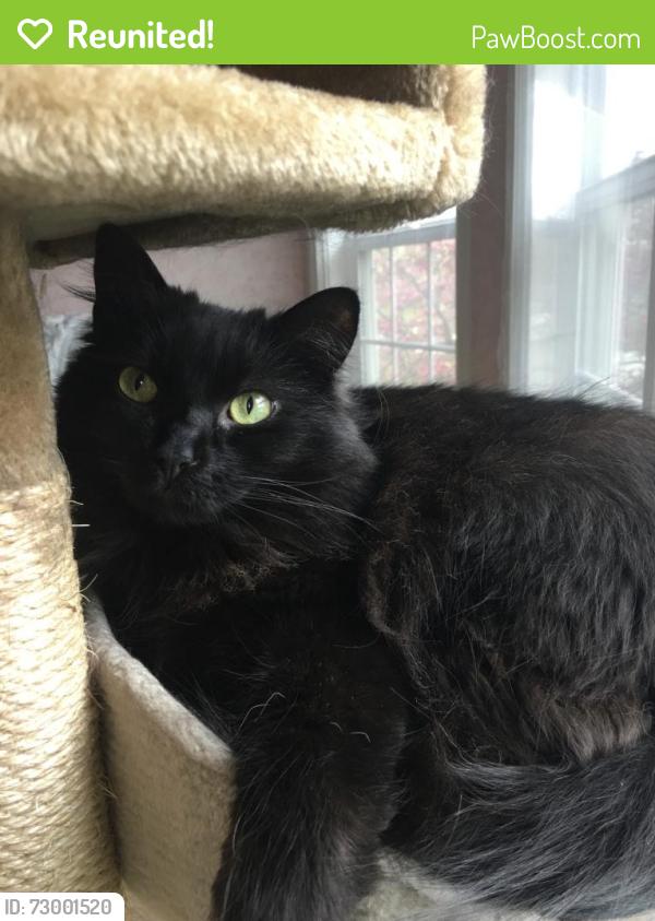 Reunited Female Cat last seen WeatherStone neighbor by Eisenhower , New Berlin, WI 53151